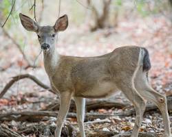 Image of Blacktailed Deer California