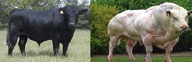 Image result for belgian blue bull meat