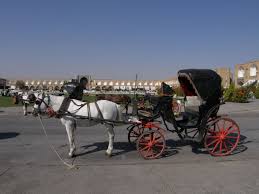 Image result for IRAN HORSES