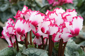 １２月１９日の誕生花 シクラメン スノーフレーク 花言葉 趣味悠々 家庭菜園