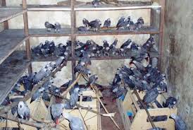 Image result for african grey parrot for sale