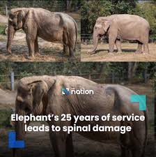 Do Not Ride On Elephants Please!!! : r/ThailandTourism