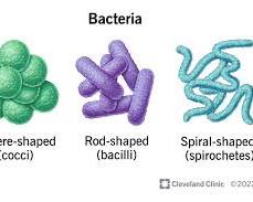 Gambar bacteria