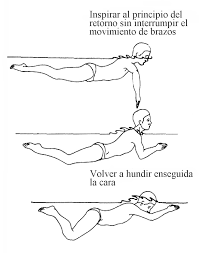 Resultado de imagen de posicion de hombros en braza