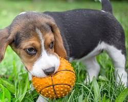 puppy playing with a ballの画像