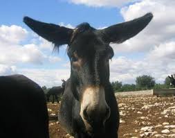 Image result for images of mule sense