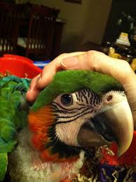 Image result for baby macaw parrot for sale