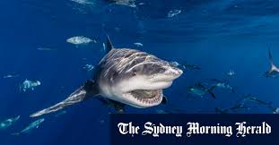 The Sydney Morning Herald - News update