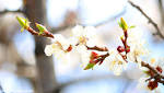 What Do Apricot Trees Look Like in Bloom? Home Guides SF Gate