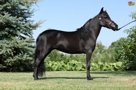 Image result for minature horse shoes