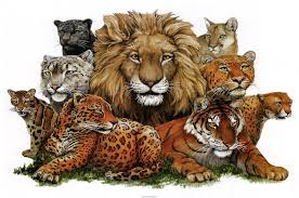 Resultado de imagen para animales salvajes