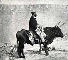 Résultat de recherche d'images pour "domesticated zebra"