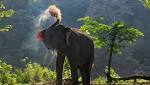 Sumatran elephant found dead with