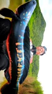 Giant Snake Head Fish • 2.3K reels on Instagram