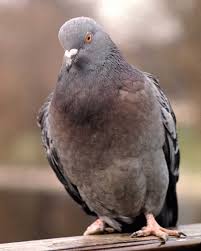 Image result for pigeons