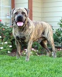 Boerboel – Thợ Săn Sư Tử Và Voi: Nguồn gốc đặc điểm và tính cách | Chó | Yêu Thú Cưng