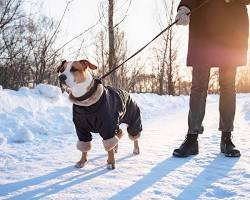 dog wearing a winter coatの画像