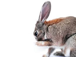 Image result for RABBIT
