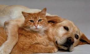 Résultat de recherche d'images pour "cats and dogs living together pictures"