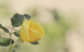 Image result for yellow rose