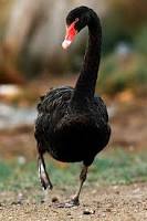 Résultat de recherche d'images pour "cygne noir"