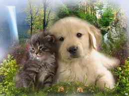 Résultat de recherche d'images pour "images gif petits chats et chiens ensemble"