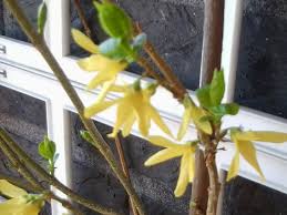 Bildergebnis für ich brach drei dürre reiselein text