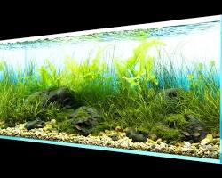 Gambar Clear Stream Aquarium