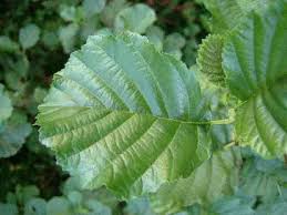 Image result for alder leaves