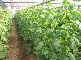 SERA SEBZELERİ ile ilgili görsel sonucu