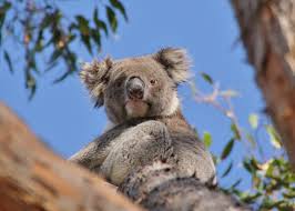 Image result for images of Kangaroo Island