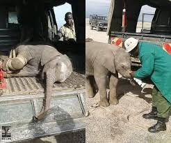 Rescue of Blind Baby Elephant in Amboseli
