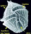 Life History and Ecology of the Dinoflagellata