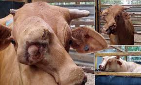 This cow’s two overlapping faces are causing quite a ѕtіг! 