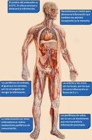 Resultado de imagen para cuerpo humano