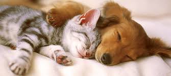 Résultat de recherche d'images pour "images gif petit chat qui dort"