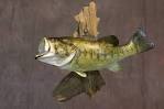 Largemouth Bass Fish Mount and Fish Replicas Coast-to-Coast