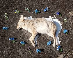 「human roadkill」の画像検索結果