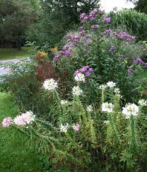 Image result for ironweed plant