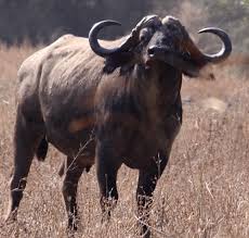 Image result for cape buffalo