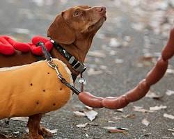 people and their pets walking in a Halloween night walkの画像