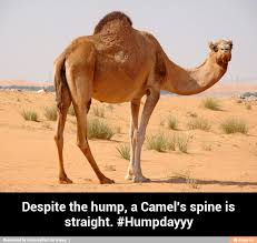 Image result for camel’s spine