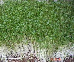 Image result for RAU MẦM CẢI XANH