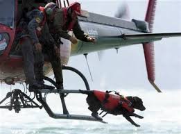 Resultado de imagem para search and rescue dogs