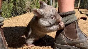 Image result for wombat