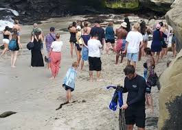 ‘Completely out of control’: Coastal Commission discusses whether partial closure of La Jolla Cove is needed