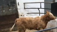 Manorhamilton Livestock Sales trial first completely ‘virtual’ livestock sale