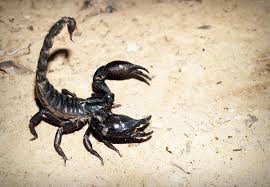 Image result for scorpion