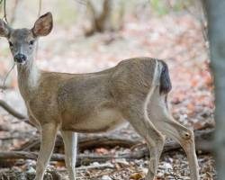 Image of Mule Deer California