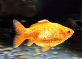 Image result for golden fish images